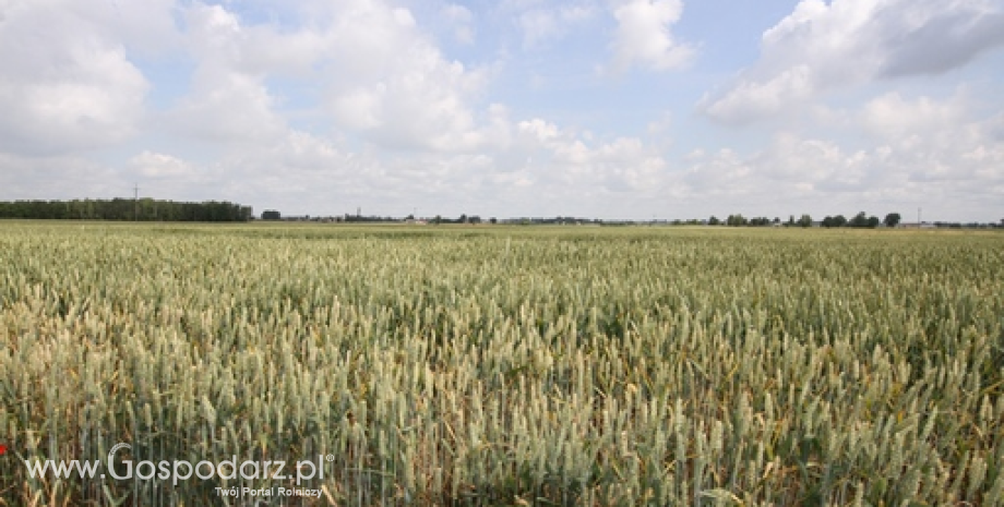 Sytuacja cenowa na krajowym rynku zbóż po sezonie 2013/2014