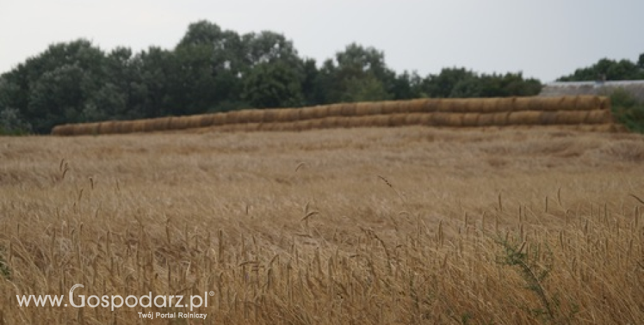 Wzrost kontraktów na zboża i oleiste od początku tygodnia (7.01.2015)