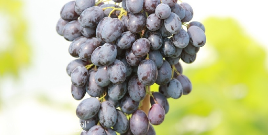 Uprawy winorośli ze wsparciem w PROW 2014-2020?