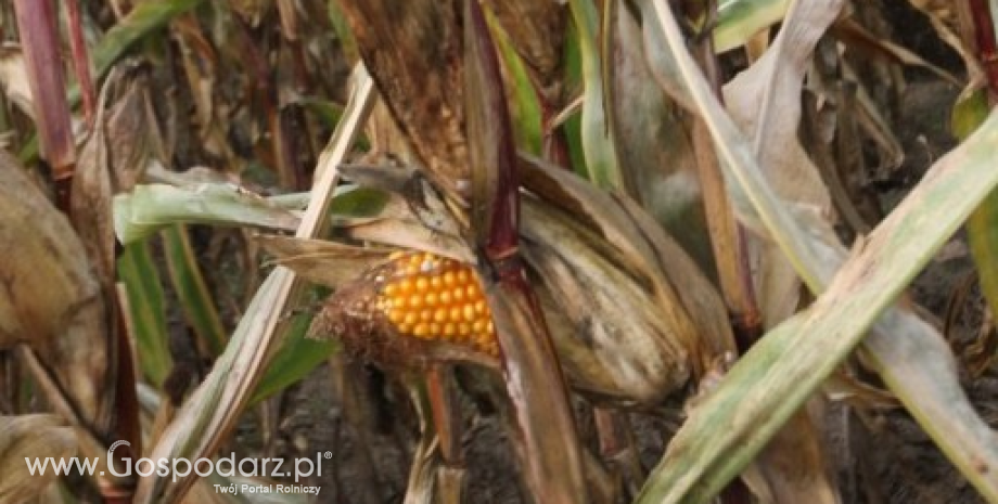 Zbiory kukurydzy w Chinach wyniosą 229 mln ton