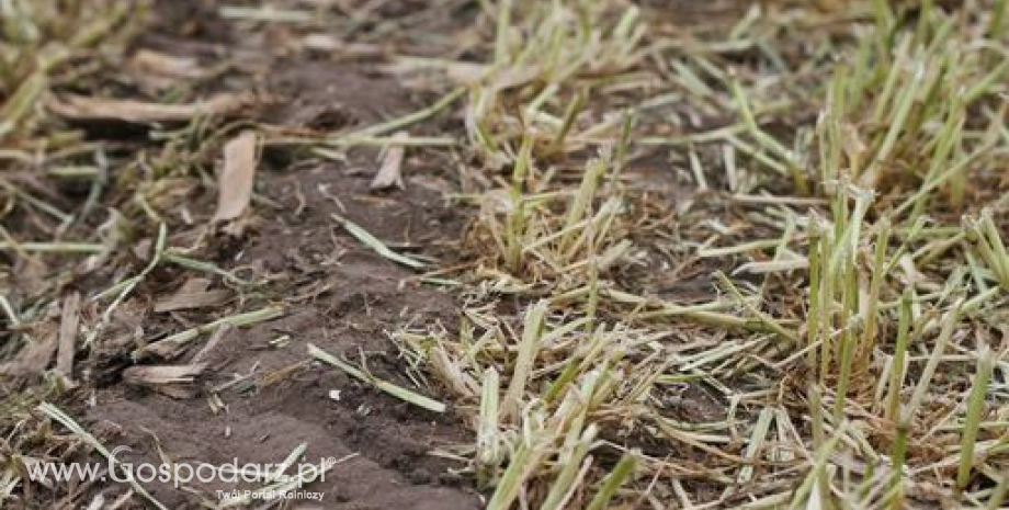 Redukcja areału zasiewów spowoduje obniżkę produkcji zbożowej w Chinach