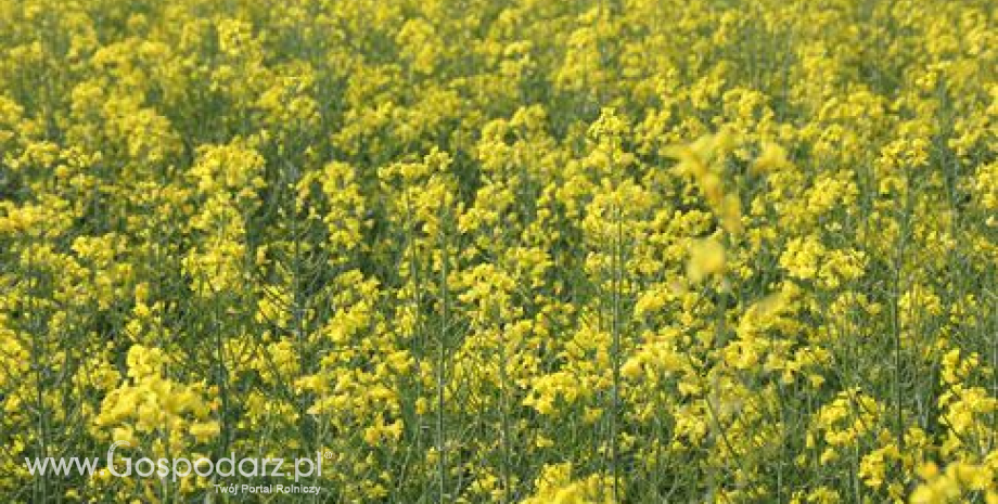 USDA: Prognoza zbiorów rzepaku i soi w sezonie 2014/2015