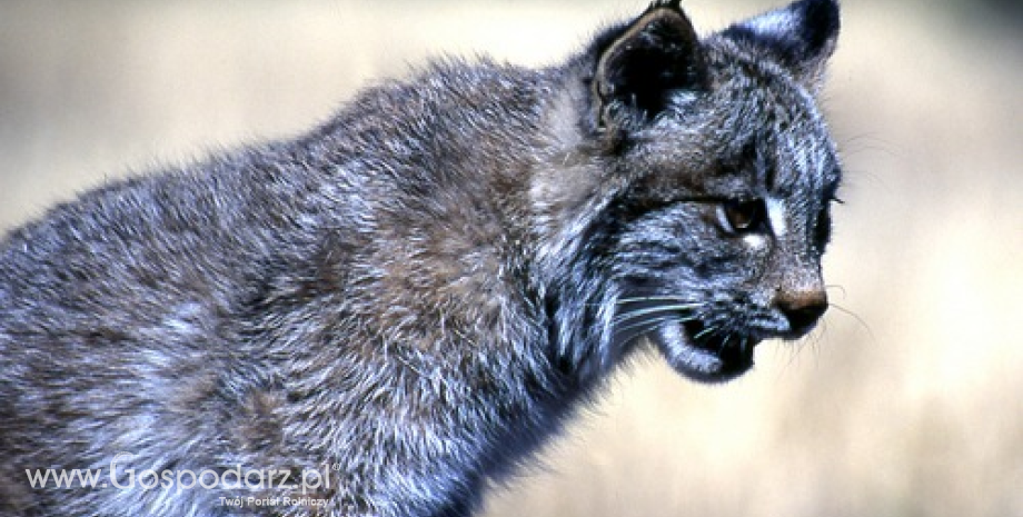 WWF: Zbiorowe polowania mają negatywny wpływ na gatunki zwierząt chronionych