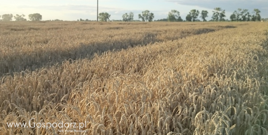 Dobre zbiory zbóż w Rosji