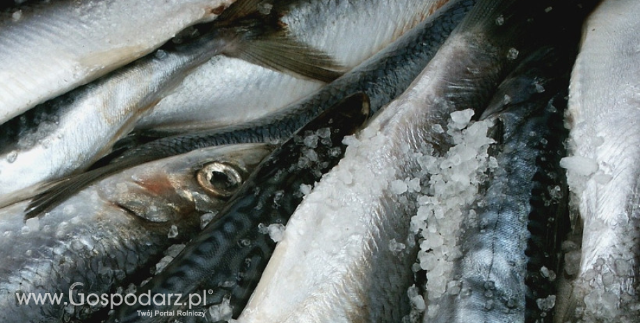 Ceny ryb, owoców morza i ich przetworów