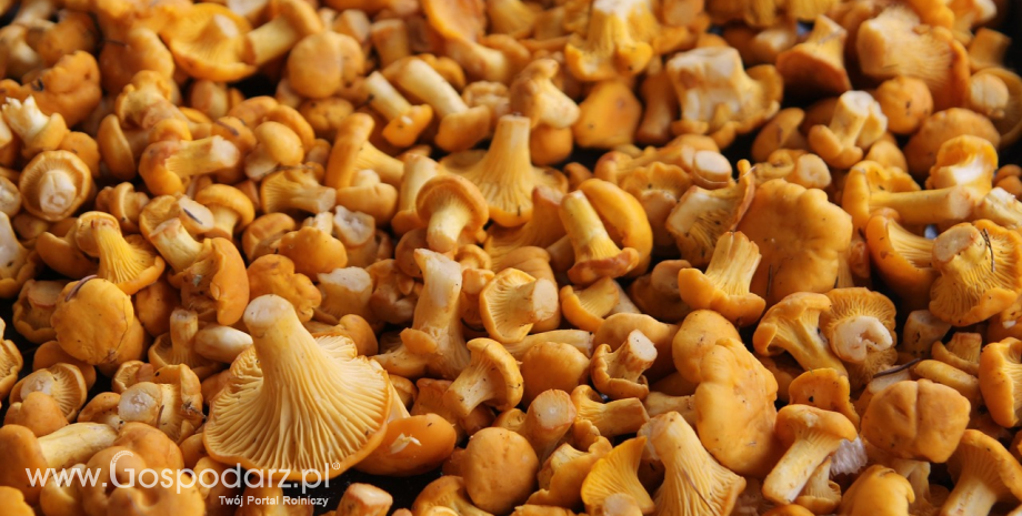 Norma dla kurek (pieprzników) po polsku