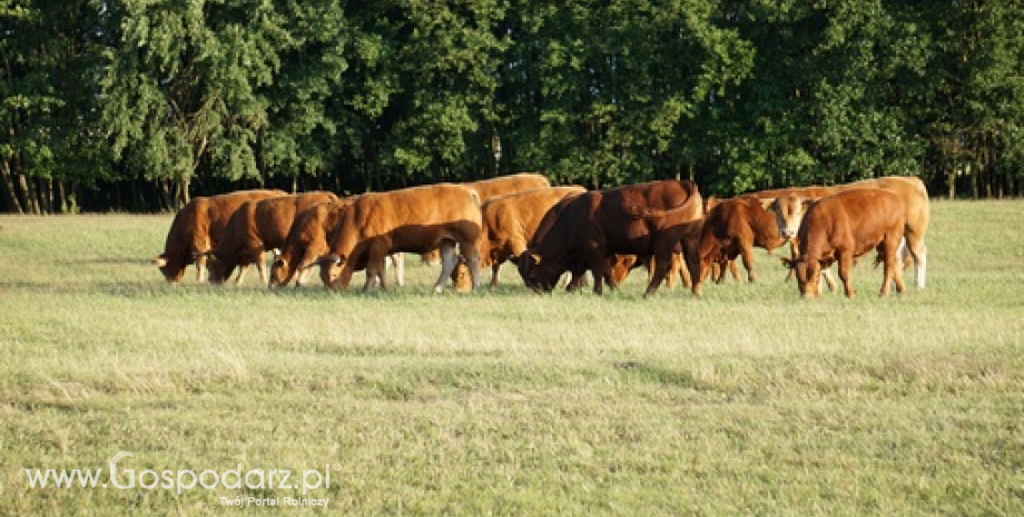 Ceny żywca wołowego, wieprzowego i drobiowego (10.04.2022)