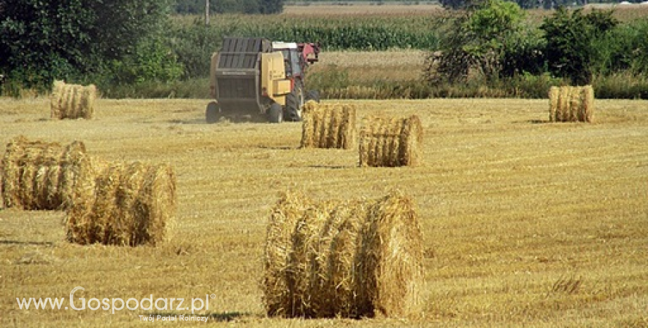 Rynek zbóż w Polsce i na świecie (03-09.11.2014)