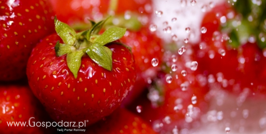 Większa produkcja mrożonych owoców w Polsce (styczeń-lipiec 2013)