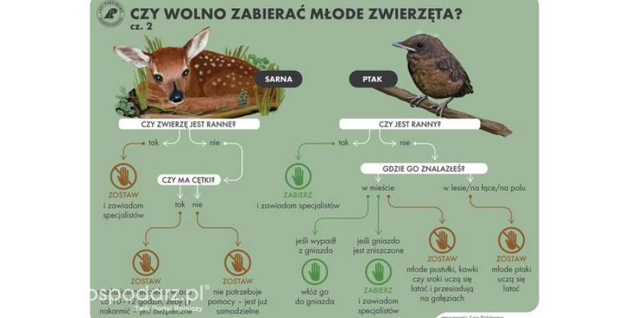 Zastanów się przed przygarnięciem młodego dzikiego zwierzęcia