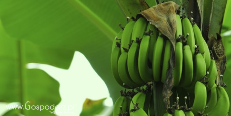 Eksport ekwadorskich bananów