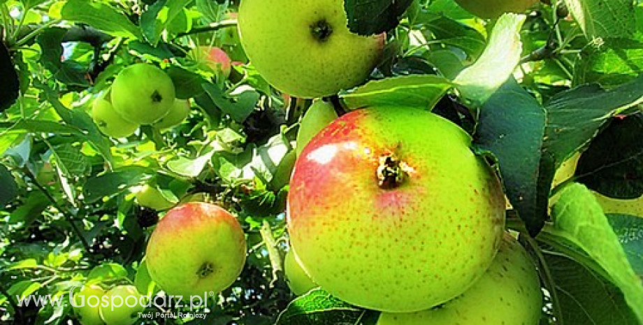 Mocznik w walce z parchem jabłoni