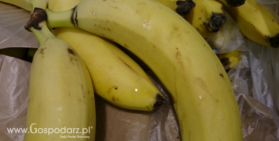 W 2015 r. import bananów do UE wzrósł do 5,246 mln ton