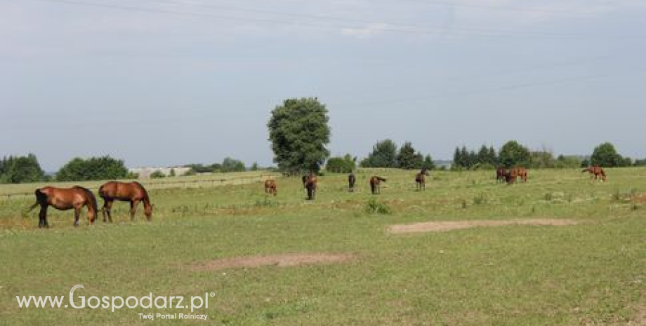 Wąglik znów w Polsce