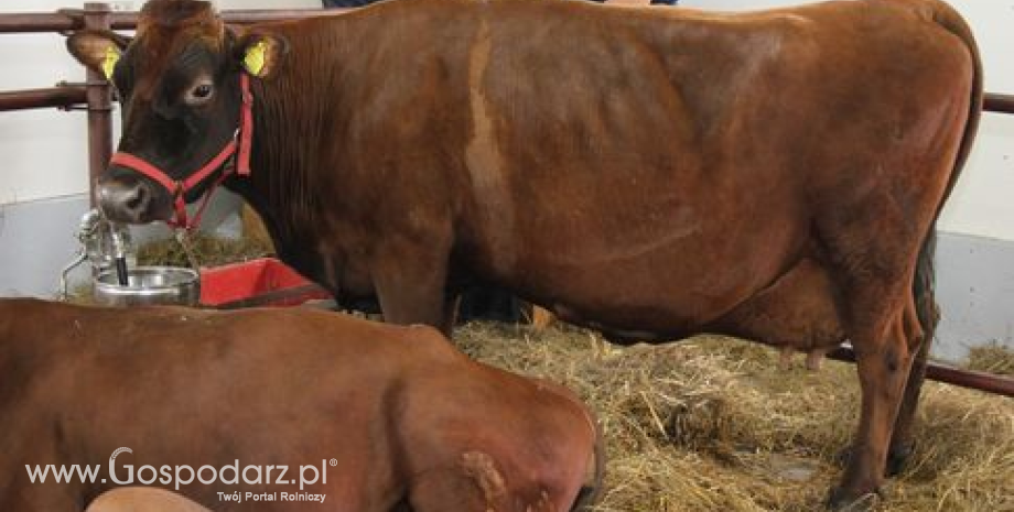 2017 r. sprzyjał producentom wołowiny w Polsce