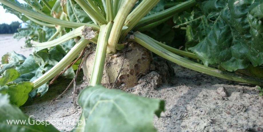 IUNG stwierdził zagrożenie wystąpienia suszy rolniczej na obszarze Polski