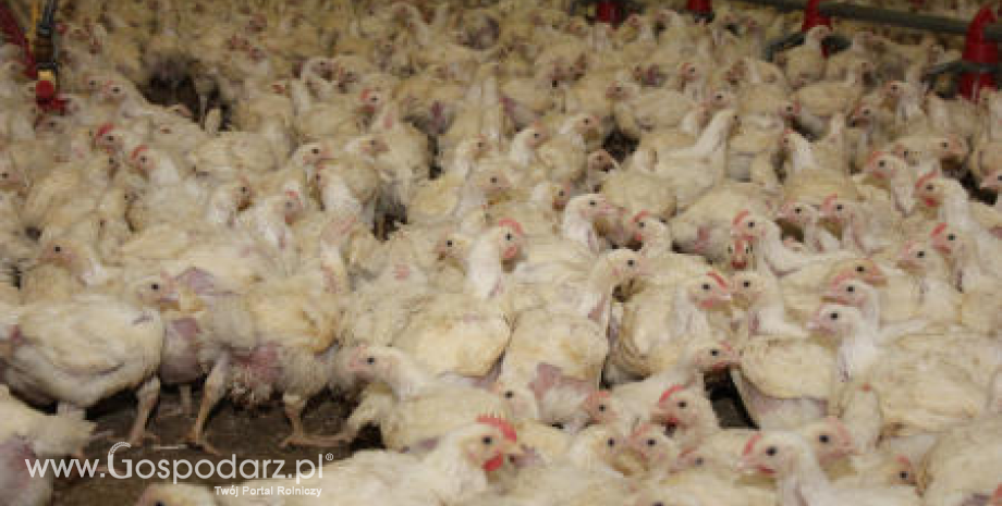 Informacja Głównego Lekarza Weterynarii dotycząca odpowiedzialnego stosowania antybiotyków na fermach drobiu