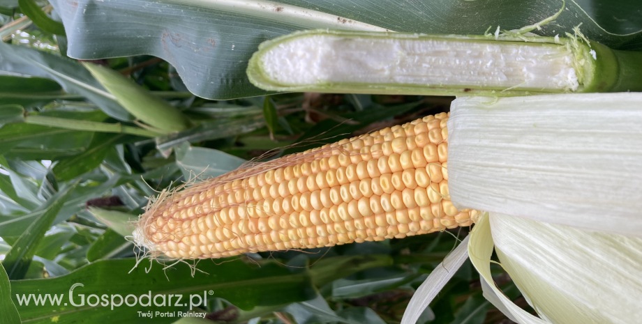 Dlaczego zależy nam na jak najwyższej strawności włókna w kiszonce z kukurydzy?