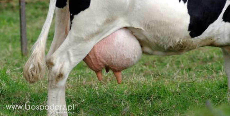 Skup mleka. Polska przekroczy kwotę mleczną o ponad 2%