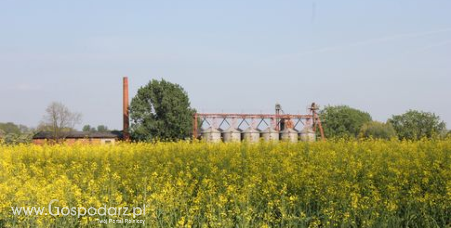 Większa powierzchnia upraw rzepaku i lepsza kondycja plantacji