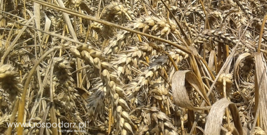 Wysoki eksport pszenicy z UE chroni przed spadkiem cen