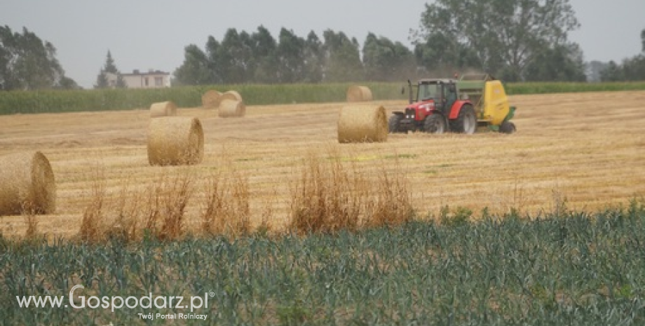 Skup i zapasy zbóż w Polsce