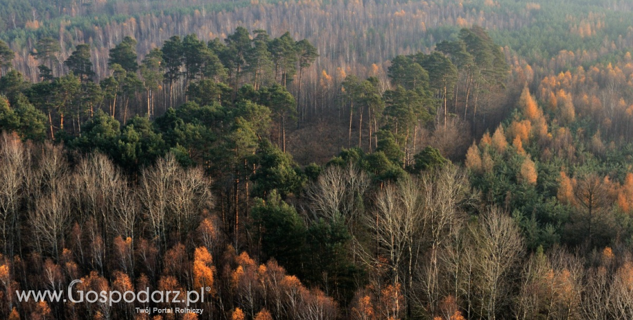 Lasy Państwowe wpłacą 1,6 mld zł do budżetu państwa w latach 2014-2015