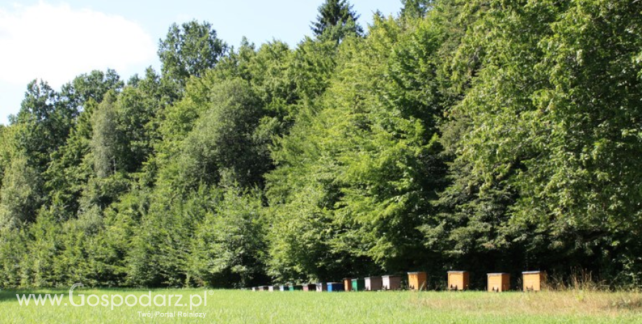 Puszcza Białowieska pszczołami stoi