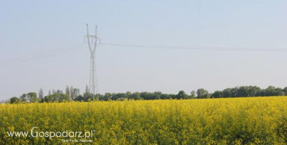 Tydzień na rynku oleistych (5.11.2012)