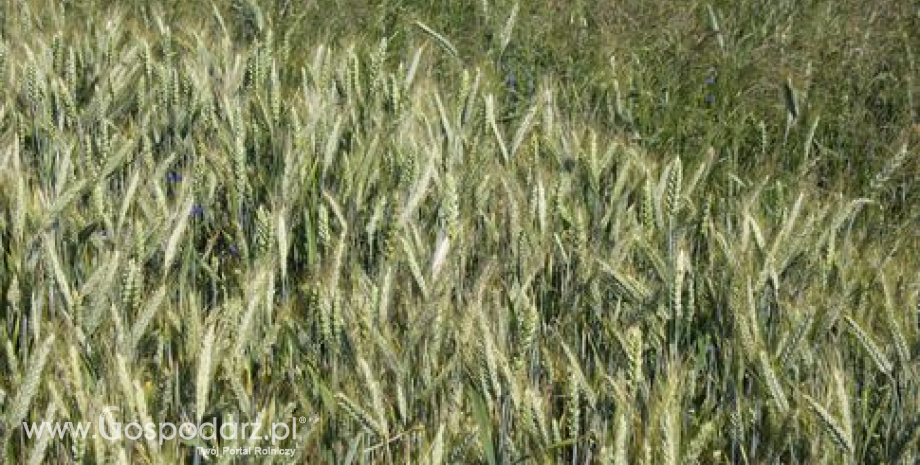 Kontynuacja spadków cen zbóż na giełdach (02-06.06.2014)