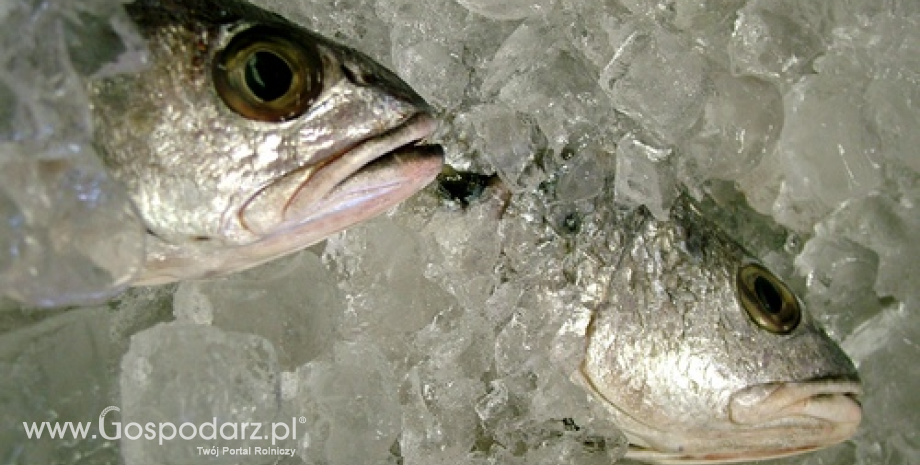 Eksport ryb i produktów rybnych zmniejszył się, ale jego wartość wzrosła