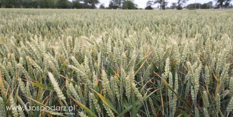 Od początku sezonu 2023/24 Ukraina wyeksportowała 38 mln ton zbóż