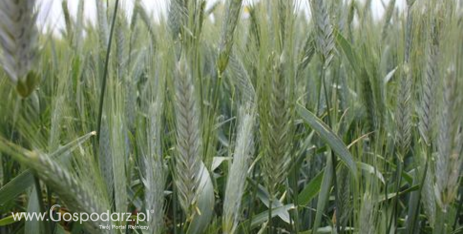 Europejskie kontrakty na zboża obojętne na problemy związane z pszenicą ozimą w USA (5.05.2014)