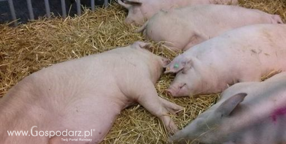 Ceny żywca wieprzowego, wołowego i drobiowego (20.10.2024)