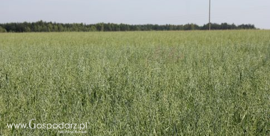 Ceny zbóż w punktach skupu (23-30.03.2014)