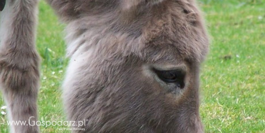 Nie tylko konina w wołowinie. W próbkach znaleziono także mięso ośle