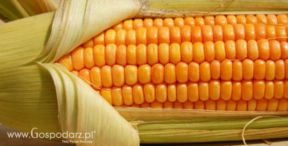 Światowe zapasy kukurydzy powinny powiększyć się o ponad 5% na koniec tego sezonu