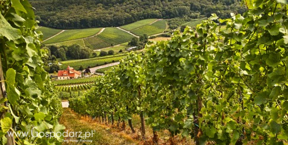 Włochy - Rekordowa produkcja win