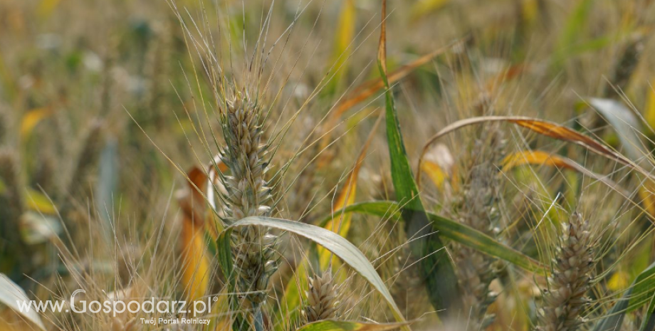 Wzrost cen większości gatunków zbóż w Polsce