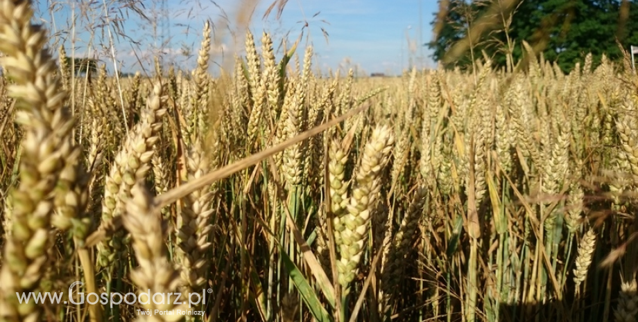 Ceny zbóż i rzepaku w kraju i portach. Atrakcyjne ceny kontraktacyjne na pszenicę