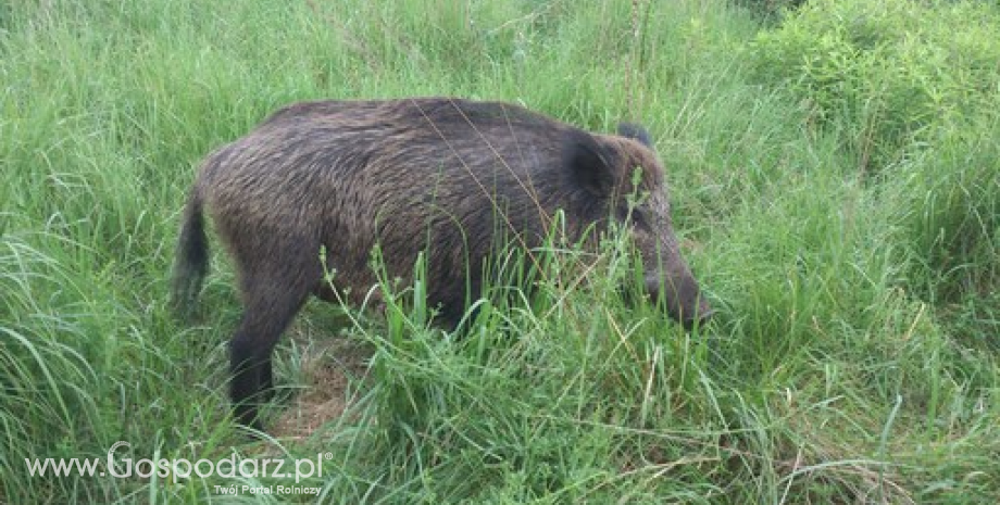 Przymusowy odstrzał dzików w woj. podlaskim