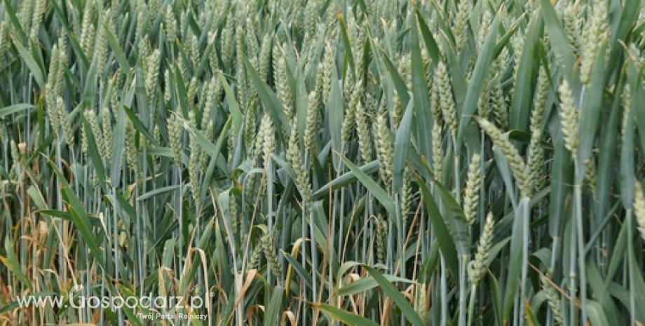 Ostatnie prognozy USDA dla światowego rynku zbóż