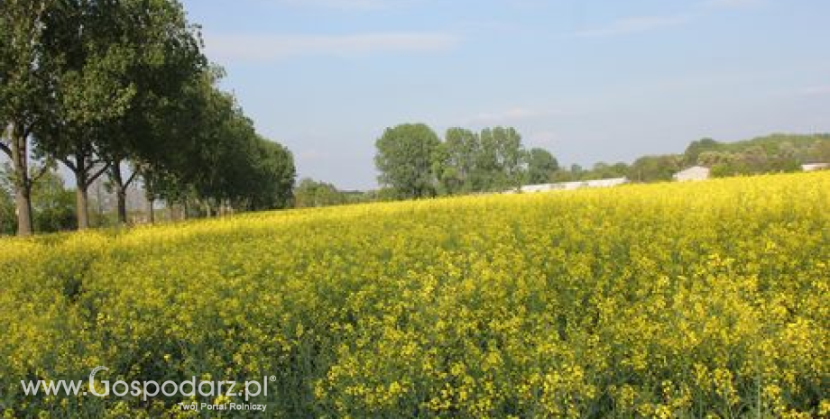 Prognozy produkcji roślin oleistych w Unii Europejskiej (sezon 2013/2014)