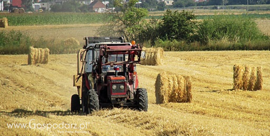 Wzrosty cen zbóż w punktach skupu (24-31.08.2014)