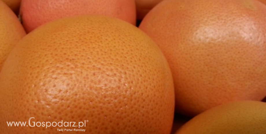 Maroko czołowym dostawcą warzyw i owoców na rosyjski rynek