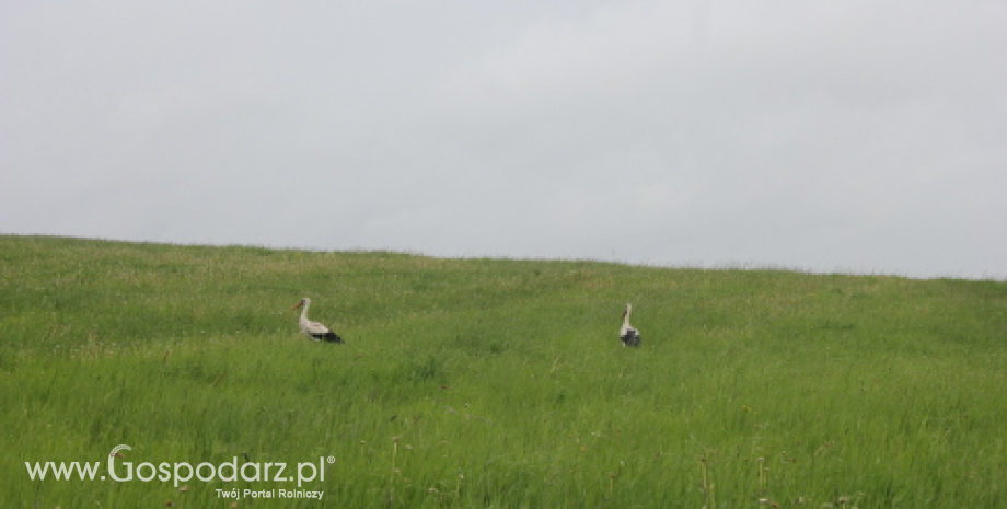 KRIR wnioskuje o rewizję obszarów NATURA 2000 - wyjaśnienia GDOŚ