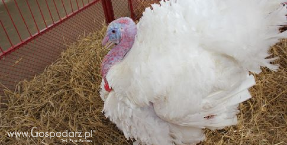 Ceny żywca wieprzowego, wołowego, drobiowego w Polsce (08-14.12.2014)