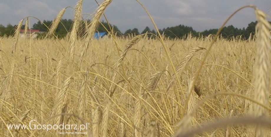 Rynek zbóż w Polsce i na świecie (12-18.10.2015)