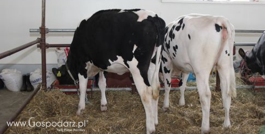 Choroba szalonych krów (BSE), dlaczego jest tak niebezpieczna?