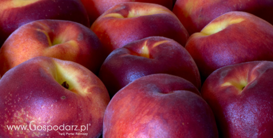 Większa produkcja jabłek w Europie